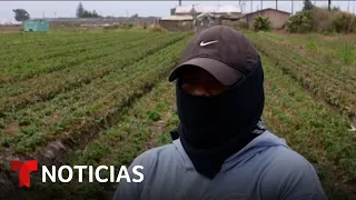 “Ten cuidado porque te pueden llevar”: el temor por las redadas aumenta en los campos agrícolas