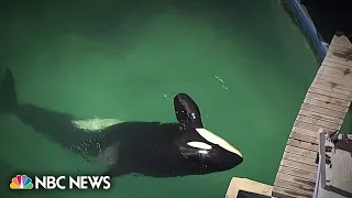 ORCA Lolita, beloved orca held in captivity, dies at age 57 before planned release to sanctuary