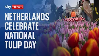 Happy National Tulip Day!