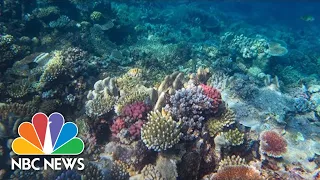 REEF Great Barrier Reef Shows Signs Of Recovery From Bleaching, Scientists Say