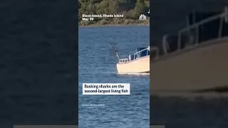 20-ft basking shark spotted off Rhode Island