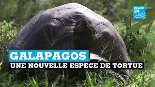 GALAPAGOS Galapagos, une nouvelle espèce de tortue grandit et prospère