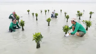 HOLCIM N La pequeña isla de Indonesia que se enfrenta a Holcim para no hundirse