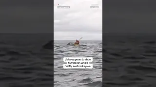 WHALE Video appears to show humpback whale briefly swallow kayaker