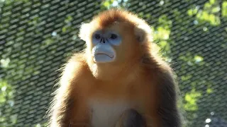 Lo Zoo di Beauval in Francia accoglie i primi scimmioni dorati dal naso camuso dalla Cina
