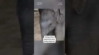 Oregon Zoo welcomes a new baby elephant!