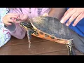 GALAPAGOS - El Oceanogràfic suelta diez galápagos en La Albufera