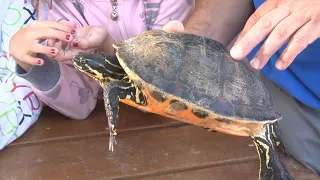 GALAPAGOS El Oceanogràfic suelta diez galápagos en La Albufera