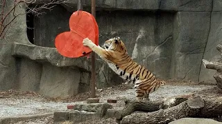 Der Zoo von Chicago verwöhnt seine Tiere zum Valentinstag