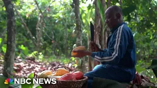 HARVEST Chocolate prices rise as climate change threatens cocoa harvest in West Africa