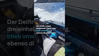 400kg Delfin springt auf Fischerboot und wird nach Stunden gerettet | DW Nachrichten