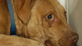 Italia, abbandono degli animali, lanciata la campagna social della Polizia Stradale