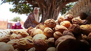 ARGAN Made in Marocco: l'argan e i segreti della cosmetica - target