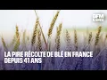 La pire récolte de blé en France depuis 41 ans