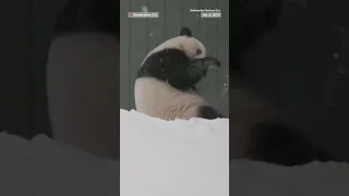 Pandas at the National Zoo in D.C. play in the snow