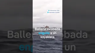 Ballena jorobada se traga y escupe después a un hombre que iba en kayak en el estrecho de Magallanes