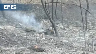 El incendio de Tarragona, a punto de ser controlado
