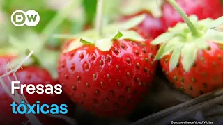 Perú exporta sus fresas sin pesticidas y consume las contaminadas