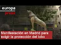 Un centenar de organizaciones se manifiestan en Madrid para exigir protección estricta del lobo