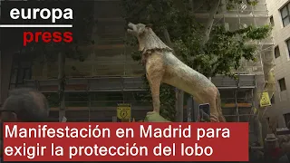Un centenar de organizaciones se manifiestan en Madrid para exigir protección estricta del lobo