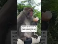 Monkey steals ice cream from tourist