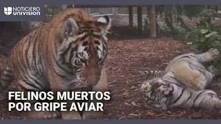 Unos 20 felinos mueren tras contagiarse con gripe aviar en un santuario en Estados Unidos