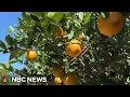 ORANGE JUICE - Orange juice prices historically high after crop producer slammed by weather and disease