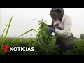 Un abogado cree que los arrestos de ICE a campesinos migrantes son "una violación clara" de la ley