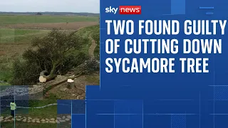 Two men found guilty of cutting down famous Sycamore Gap tree