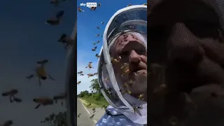 Millions of bees escape overturned truck