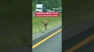 ROO ON THE LOOSE: A kangaroo shocked Alabama drivers after making a run for it on a busy highway