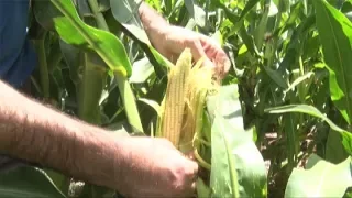 CORN Buen avance de la soja y el maiz en el norte de la provincia de Buenos Aires