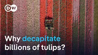Why the heads of billions of tulips get chopped off each year | DW News