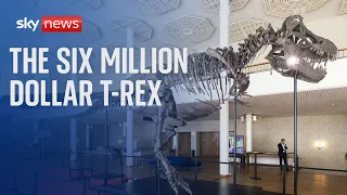 TREX COMPANY INC. 67 million-year-old T-Rex skeleton sold in rare auction