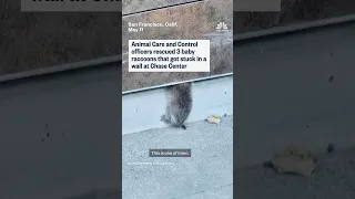 Baby raccoons rescued from wall in San Francisco&#39;s Chase Center