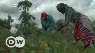 CORN Drought and corruption fuel corn crisis in Kenya | DW English