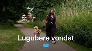 Meer dan 18 dode dieren gevonden in Capelle aan den IJssel | RTL Nieuws