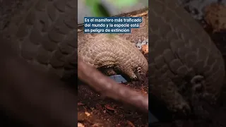 PANGOLIN Nace en el zoológico de Praga la segunda cría de pangolín chino en Europa