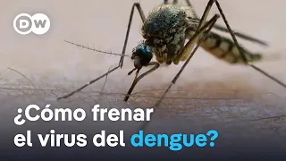 Brasil: más de seis millones de personas contrajeron dengue en 2024