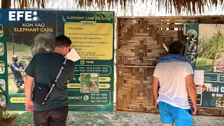 La Policía investiga la muerte de la turista española atacada por un elefante en Tailandia