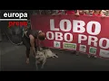 PACMA y Lobo Marley critican la eliminación de la protección nacional del lobo