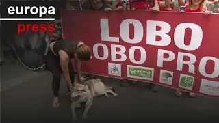 PACMA y Lobo Marley critican la eliminación de la protección nacional del lobo