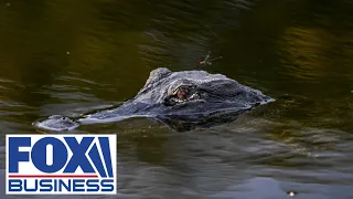 Environmentalists are &#39;melting down&#39; over this