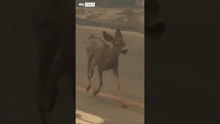 Deer seen running away from US wildfires