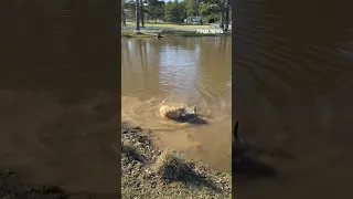 Duck catches ride on golden retriever going for a swim in a lake