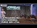 Realidad aumentada: así es la hormiga aguja asiática, su picadura es venenosa y se expande por EEUU