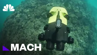 INTERNATIONAL RANGER IRNG Ranger Danger: A killer Robot That Could Protect The Great Barrier Reef | Mach | NBC News