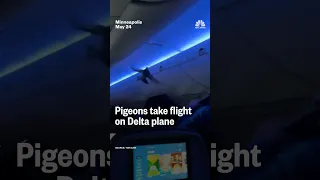 Pigeons take flight on Delta plane