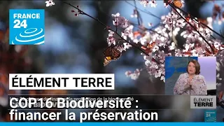 ROME RESOURCES ORD 0.1P Biodiversité : session de rattrapage pour la COP 16 à Rome, 4 mois après l&#39;échec de Cali