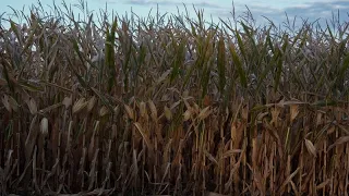 NOBEL Fame nel mondo, l&#39;appello dei premi Nobel: &quot;Più ricerca per scongiurare la crisi alimentare …